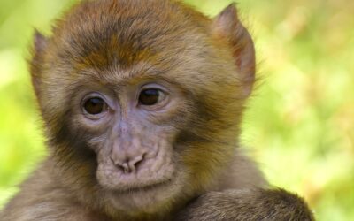 De la variole à la variole du singe : Le retour d’une menace oubliée